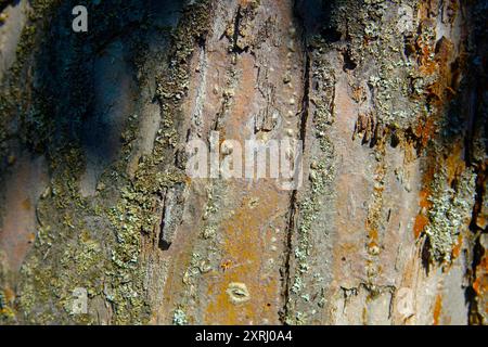 Vista dettagliata della corteccia degli alberi con muschio e licheni alla luce del sole. Foto Stock