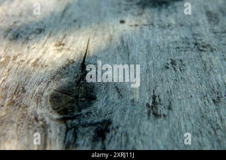 Vista ravvicinata di una tavola di legno intemprata che mostra la sua esclusiva struttura in fibra e le sue imperfezioni naturali. Foto Stock