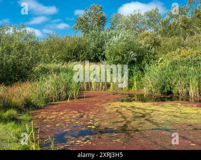 Splendido stagno con la superficie coperta di felce (Azolla filiculoides) nel Terra Nova Rural Park, Richmond, British Columbia, Canada Foto Stock