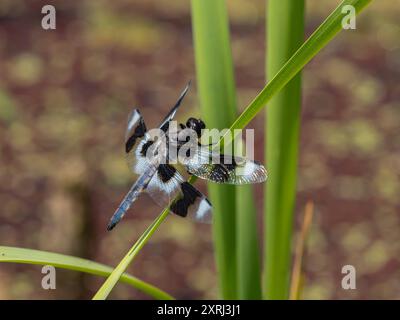 Vista laterale di una libellula skimmer maschio a otto macchie (Libellula forensis) arroccata su una foglia di bullrush Foto Stock