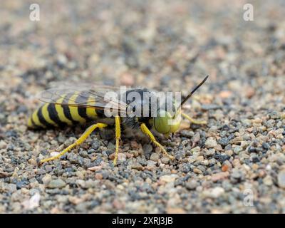 Vespa di sabbia colorata ma polverosa (Bembix americana), appoggiata sulla sabbia Foto Stock