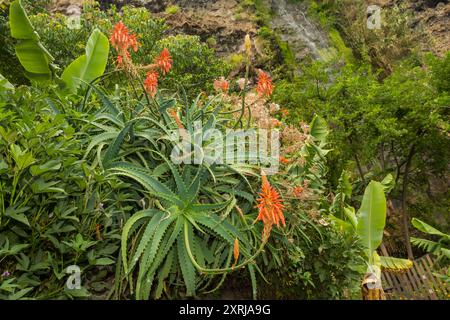 Candelabra Aloe - Aloe arborescens Foto Stock