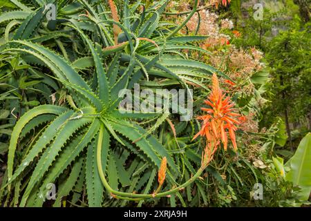 Candelabra Aloe - Aloe arborescens Foto Stock