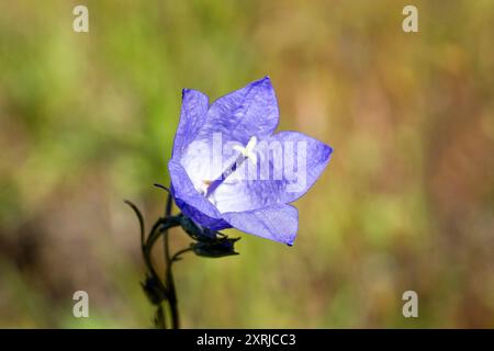 Mima Mounds Natural area Preserve vicino a Olympia, Washington, Stati Uniti. Un fiore selvatico comune di Harebell Foto Stock