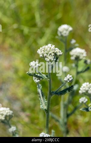 Mima Mounds Natural area Preserve vicino a Olympia, Washington, Stati Uniti. Fiore di Yarrow comune (Achillea millefolium) Foto Stock