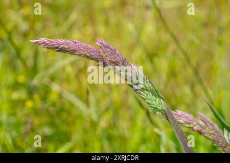 Mima Mounds Natural area Preserve vicino a Olympia, Washington, Stati Uniti. Erba nebbia dello Yorkshire (Holcus lanatus) Foto Stock