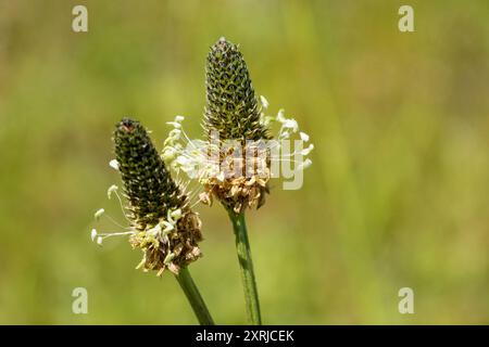 Mima Mounds Natural area Preserve vicino a Olympia, Washington, Stati Uniti. Pianta comune o Pianura di Ribwort (Plantago lanceolata), una pianta comune Foto Stock