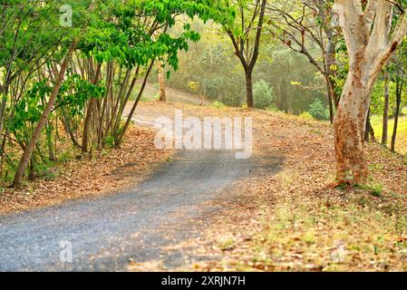 Discesa in collina nella campagna della Thailandia, piena di foglie dorate sul terreno, alberi accanto alla piccola strada, luce calda al mattino, l Foto Stock