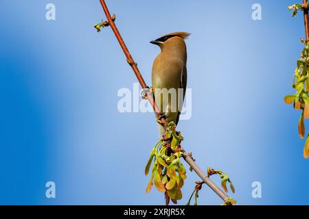 Cedar Waxwing arroccato Foto Stock