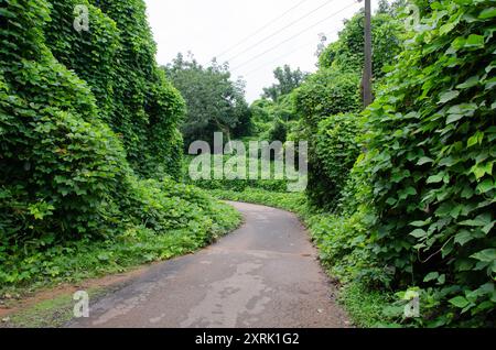 Una strada rurale con fianchi ricoperti da vigne altamente invasive, la Mucuna bracteata, comunemente chiamata thottapayar Foto Stock