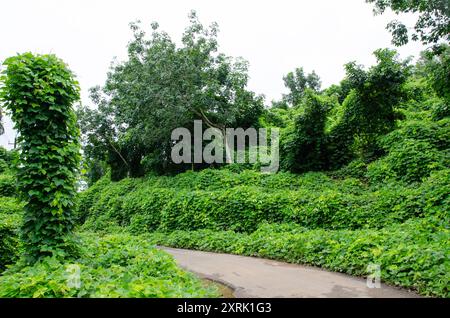 Una strada rurale con fianchi ricoperti da vigne altamente invasive, la Mucuna bracteata, comunemente chiamata thottapayar Foto Stock