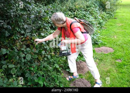 signora che raccoglie i blackberry di frutta Foto Stock