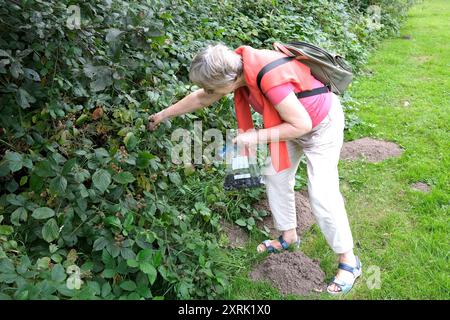 signora che raccoglie i blackberry di frutta Foto Stock