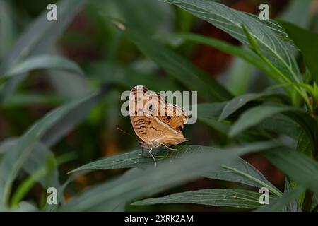 Primo piano comune della farfalla Peacock Pansy in giardino, Vietnam Foto Stock