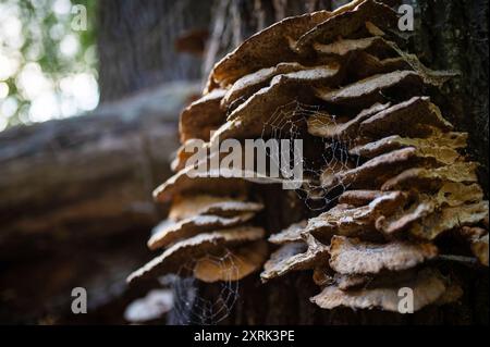 Funghi o funghi su un albero con ragnatela. Giornata nazionale dei funghi. Estonia 2024 Foto Stock