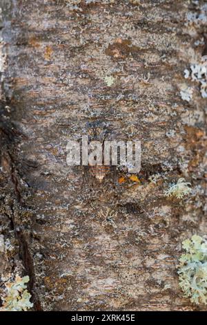 Vista verticale di una cicada su un tronco d'albero, estate in Provenza, sud della Francia Foto Stock