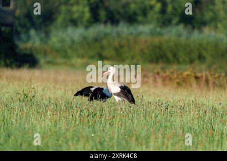 Una cicogna mostra le sue splendide ali in un vivace paesaggio verde, che mostra la natura squisita bellezza Foto Stock