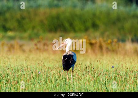 Una cicogna mostra le sue splendide ali in un vivace paesaggio verde, che mostra la natura squisita bellezza Foto Stock
