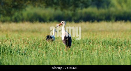 Una cicogna mostra le sue splendide ali in un vivace paesaggio verde, che mostra la natura squisita bellezza Foto Stock
