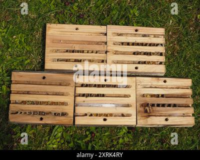 Casa di api solitaria smantellata per la pulizia mostrando cellule formate da adulti, alcune con uova fallite e altre con prove di predazione da parte di altri insetti Foto Stock