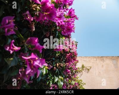 Una fotografia minimalista con vivaci fiori di bouganville su un muro di pietra arancione, con un cielo blu chiaro sullo sfondo, che crea un'immagine cinematografica perfetta per una cartolina Foto Stock