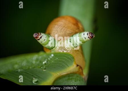 Una lumaca "zombie" infettata da un parassita (Leucochloridium paradoxum) Foto Stock