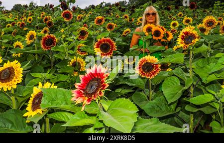 crawley, West Sussex 11 agosto 2024 Venite a perdervi nella bellezza dei nostri vasti campi di girasole, che si estendono su oltre 12 acri della pittoresca campagna del West Sussex. Con numerosi spot fotografici "indegni" sparsi per Tulleys Sunflower Fields, per tutto il mese di agosto Turners Hill Road, Turners Hill, Crawley, West Sussex. Crediti: Paul Quezada-Neiman/Alamy Live News Foto Stock