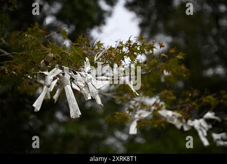 Vista panoramica di Omikuji su un ramo di pino, le tradizionali strisce di carta giapponesi che raccontano la fortuna a Nara, Kansai in Giappone. Foto Stock