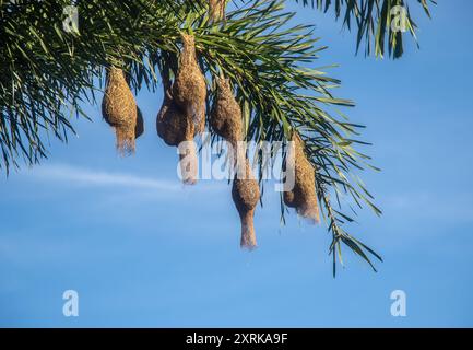 Nido del tessitore Foto Stock