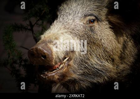 Germania.testa di cinghiale ripiena ad un festival di maggio in Germania Foto Stock