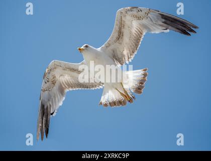 Gabbiano che vola da solo nel cielo blu guardando la macchina fotografica Foto Stock