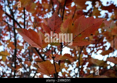 Tre foglie crescono su un albero in autunno Foto Stock