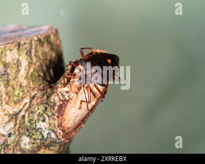 Insetto schermato con le gambe rosse, Pentatoma Rufipes, in un giardino del Regno Unito Foto Stock