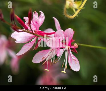 Fiori rosa dell'ardua fioritura estiva perenne Oenothera lindheimeri Siskyou Rosa (Gaura) Foto Stock