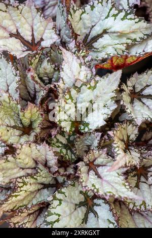 Begonia Rex "Bewitched White". Una pianta in vaso con foglie grandi e marikings forti. Foto Stock