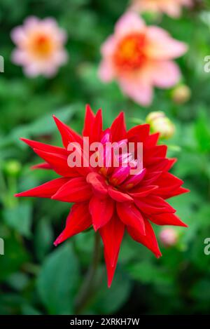 Dahlia "Wittemans Best". Una grande varietà fiorita di Dahlia con fiori rossi profondi a fine estate. Foto Stock