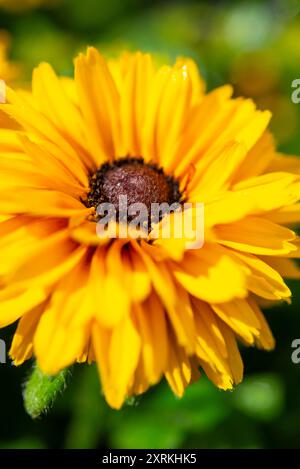 Rudbeckia semi-doppia di colore giallo brillante che fiorisce a fine estate. Una varietà chiamata "Littlebeckia Ballerina" Foto Stock