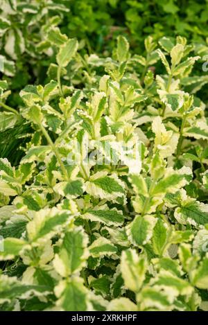 Menta variegata di mele, Mentha Suaveolens variegatum, un'erba con fogliame verde e bianco. Foto Stock