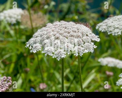 Daucus carota o carota selvatica primo piano di umbel bianco. Carota selvatica europea, nido d'uccello o pizzo vescovile in fiore. I fiori di pizzo della regina Anna. Foto Stock