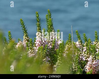 La brughiera della Cornovaglia o la vegetazione della brughiera che fiorisce sullo sfondo blu sfocato del mare. Evergreen heather. Erica vagans fiori rosa pallido e lik ago Foto Stock