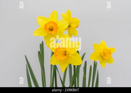 Narcisi fiori freschi su sfondo bianco Foto Stock
