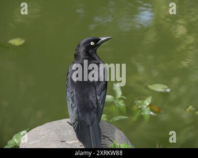 grillo caraibico, uccello nero tropicale nelle isole caraibiche, quiscalus lugubris Foto Stock