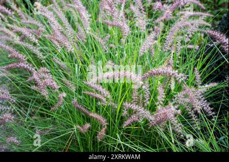 Oriental Fountain Grass 'Karley Rose, Pennisetum orientale Karley Rose, Poaceae. Soffici picchi di fiori in estate. Foto Stock