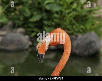 Primo piano della testa del fenicottero rosa, ritratto di uccello Foto Stock