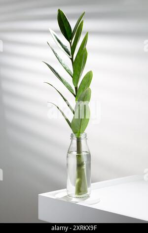 Un impianto ZZ verde sottile si trova in acqua all'interno di un recipiente di vetro trasparente su una sporgenza bianca. Foto Stock