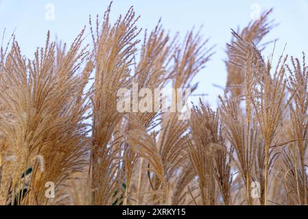 Miscanthus sinensis nel giardino. L'eulalia, l'erba d'argento cinese. Sfondo floreale Foto Stock