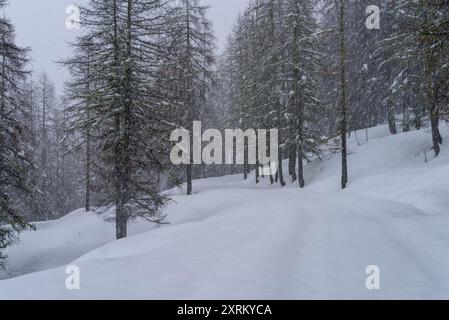 Foresta in inverno con il gelo e la neve Foto Stock