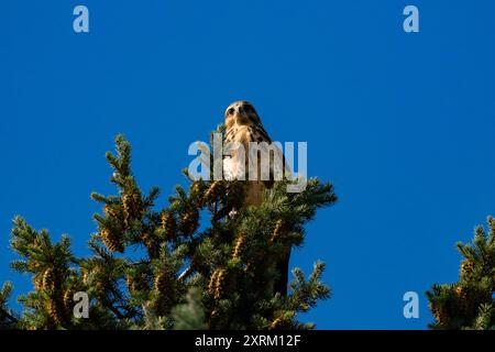 Falco dalla gola bianca (Buteo albigula) seduto sulla cima di un albero Foto Stock
