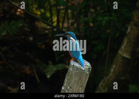 KingFisher seduto su un ceppo d'albero con un pesce in bocca Foto Stock