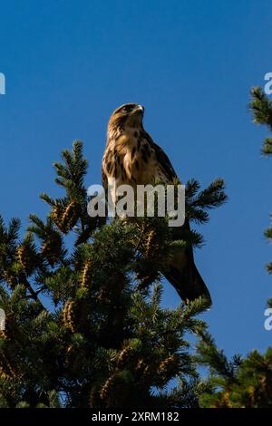Falco dalla gola bianca (Buteo albigula) seduto sulla cima di un albero Foto Stock